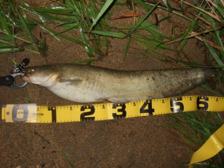 増水河川はポイントの予測が難しい