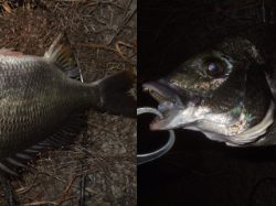 プラッギングメインでチニング