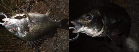 プラッギングメインでチニング