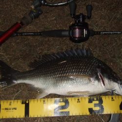 ベイトタックルでチニング