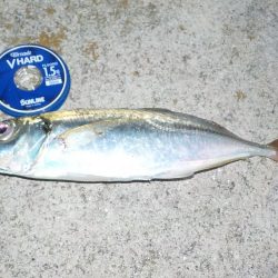 尺アジ　リベンジ