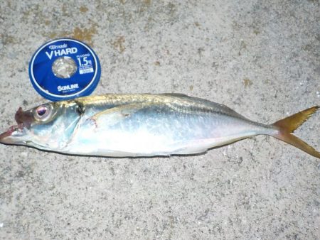 尺アジ　リベンジ