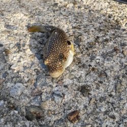 キス釣りは楽しい!