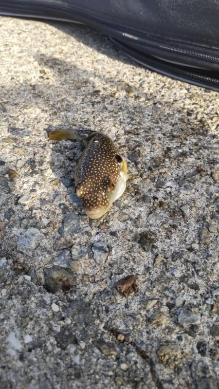 キス釣りは楽しい!