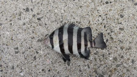 良いアジ釣れました。