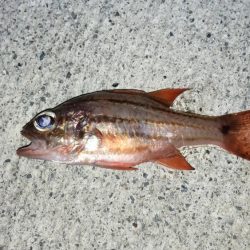 夜釣りも結局、サビキ、、、