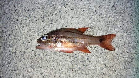 夜釣りも結局、サビキ、、、