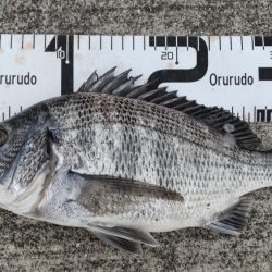 尺アジ、サバとおチヌ様