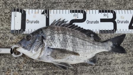 尺アジ、サバとおチヌ様