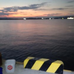 サビキついでにタチウオ