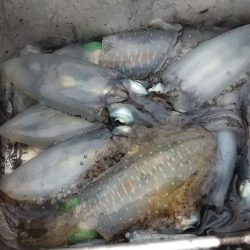 エギングシーズン開幕