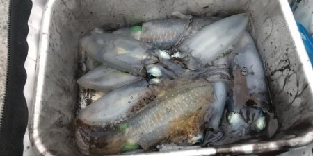 エギングシーズン開幕