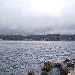 新子アオリイカ