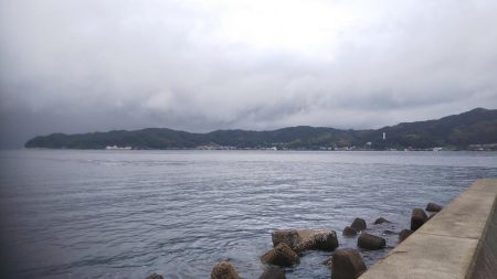 新子アオリイカ