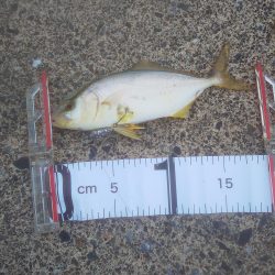 大剣先とミニシオ