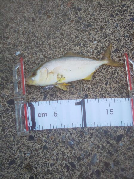 大剣先とミニシオ