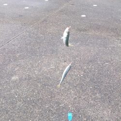 ファミリーフィッシング