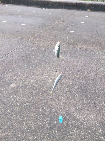 ファミリーフィッシング