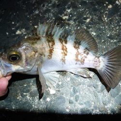 メバル多しもフグ多数