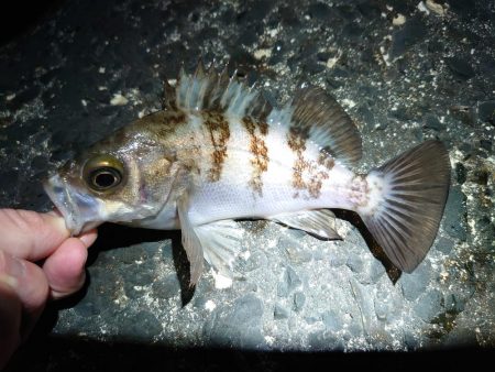 メバル多しもフグ多数