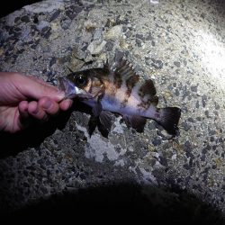 メバルは留守でガシラまみれ？