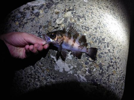 メバルは留守でガシラまみれ？