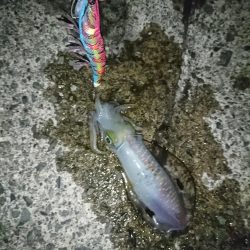 数年ぶりのエギング