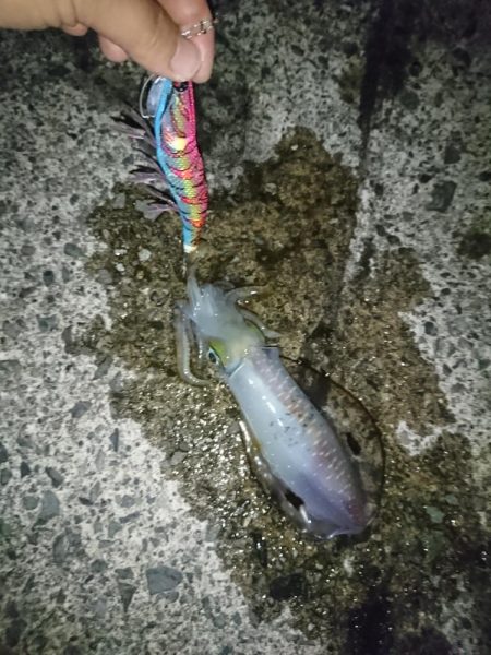 数年ぶりのエギング