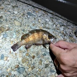 メバルちゃん、ご両親はどちらへ…