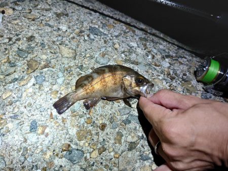 メバルちゃん、ご両親はどちらへ…