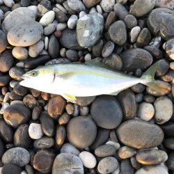 昨日に引き続き