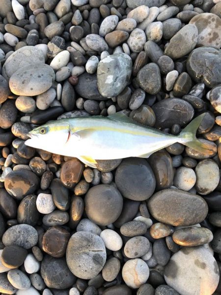 昨日に引き続き