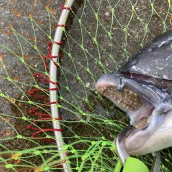 大(50cm)と小(28cm)