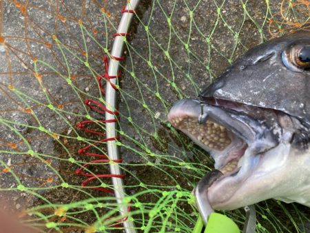 大(50cm)と小(28cm)