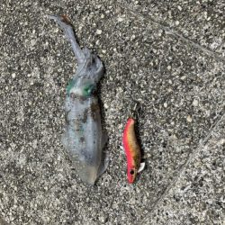 アオリイカ新子調査