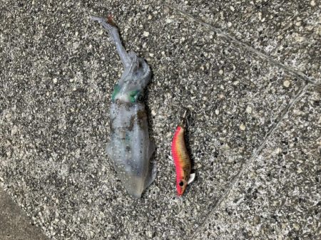 アオリイカ新子調査