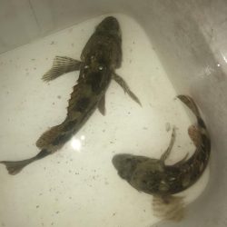 夕マズメのガシラゲーム