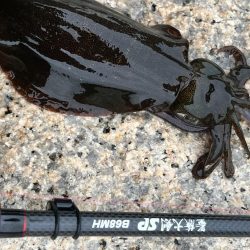 アオリの新子ちゃん