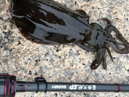 アオリの新子ちゃん