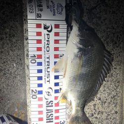 夏チニング1年振り