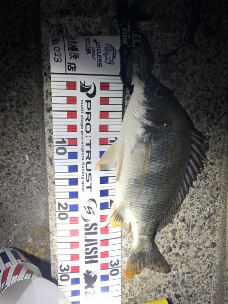 夏チニング1年振り