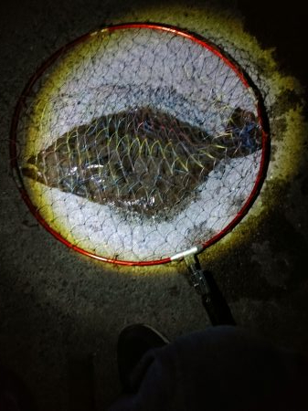 久しぶりのヒラメ～