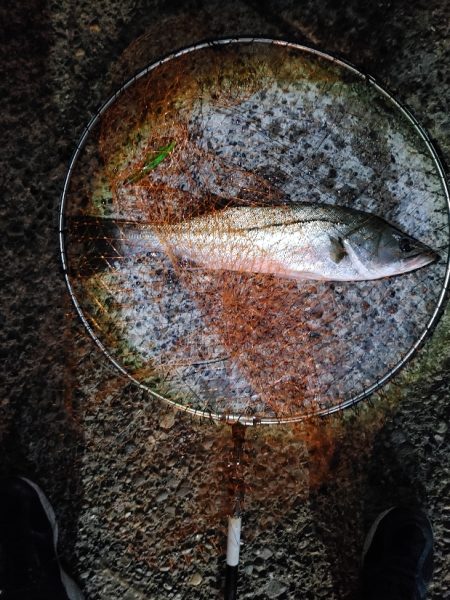 久しぶりに2匹のシーバス