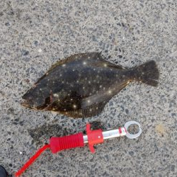 ヒラメ30cm