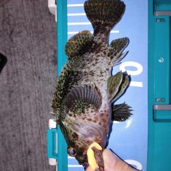 エギングとジグ単