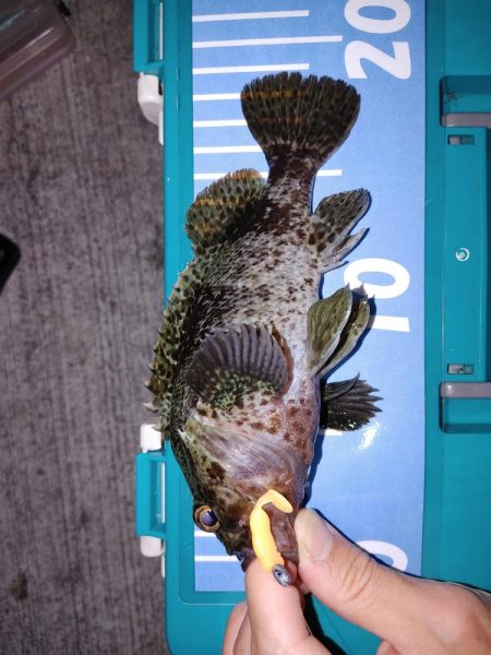 エギングとジグ単