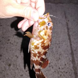 エギング メバリング