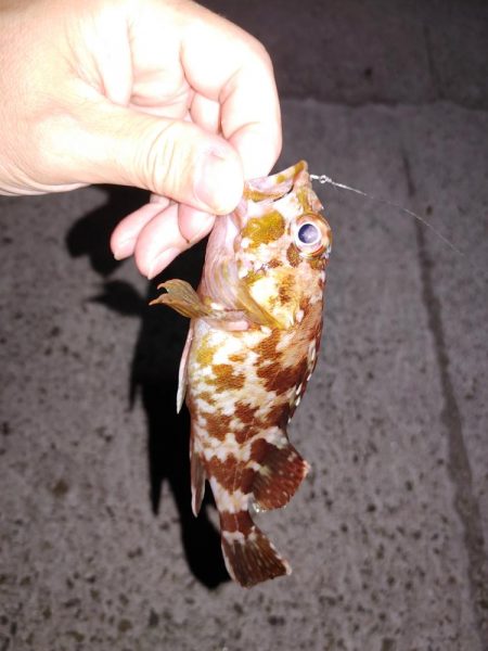 エギング メバリング