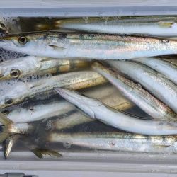 今日もカマス入れ喰い