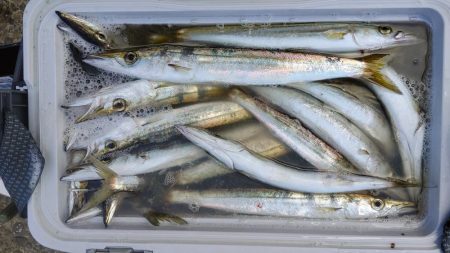 今日もカマス入れ喰い